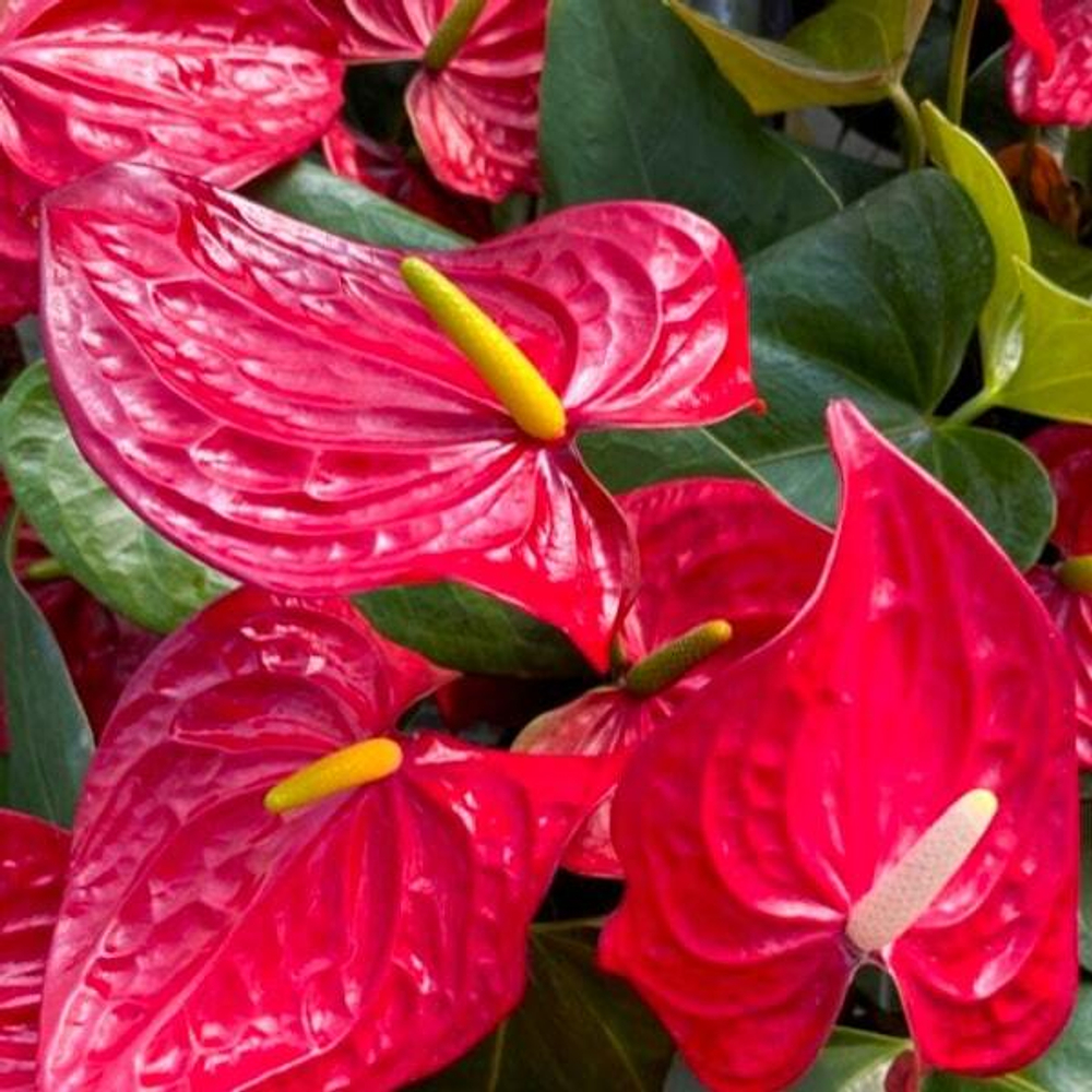 Антуриум Андре NEVADA