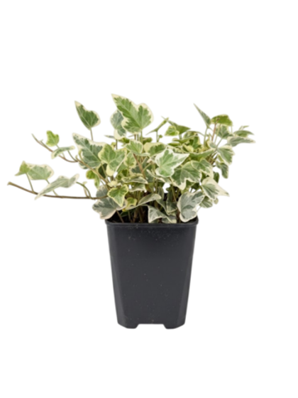 Хедера непальская д.9