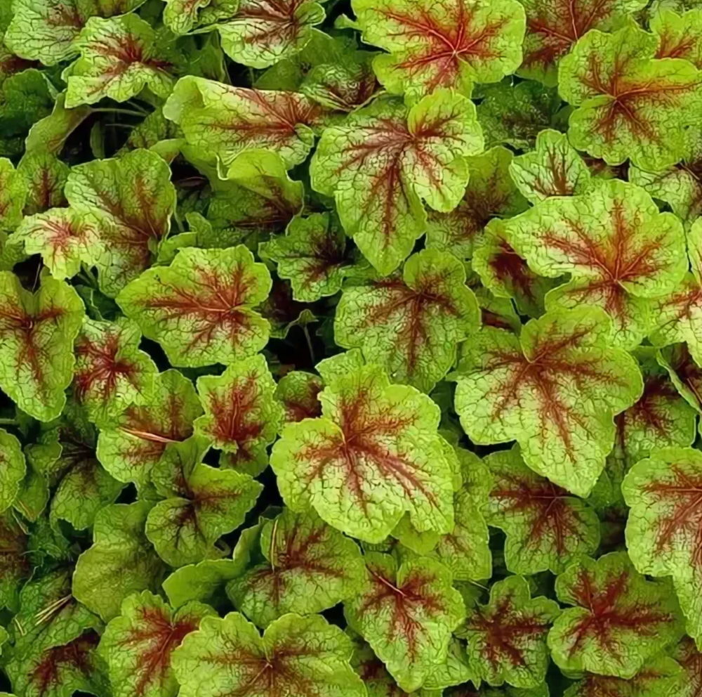 Гейхерелла Файер Фрост рассада ОКС меристема