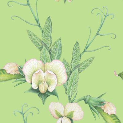 цветущие веточки гороха на салатовом фоне