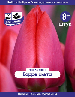 Тюльпан Луковица, Барре альта 8+ шт