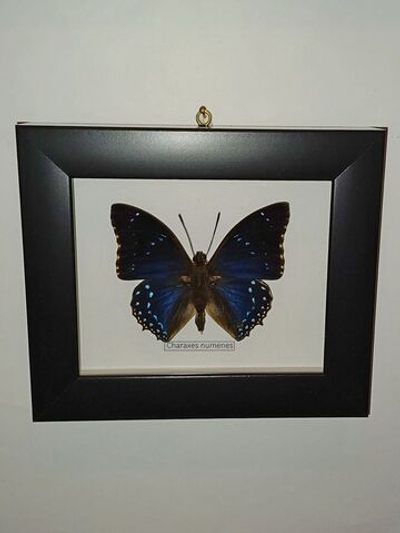 Бабочка Charaxes numenes в рамке
