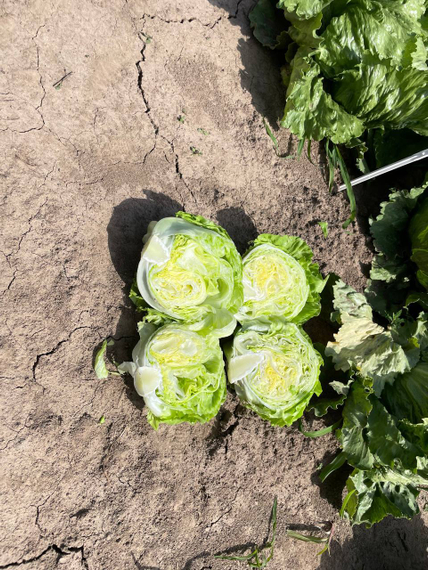 Диамантинас семена салата айсберг (Rijk Zwaan /ALEXAGRO) культура – фото 10