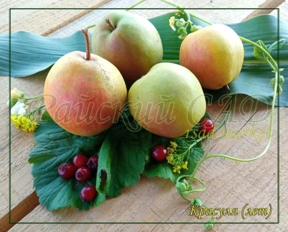 Груша Красуля
