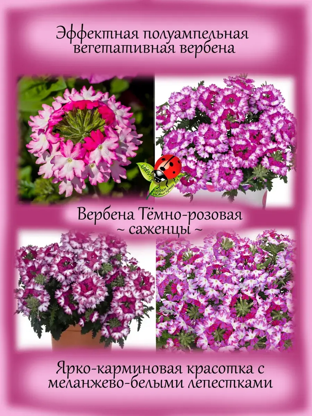 Вербена Викет Дарк Пинк Темно розовая