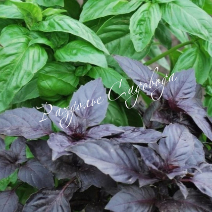 Базилик смесь (цена за 6шт)