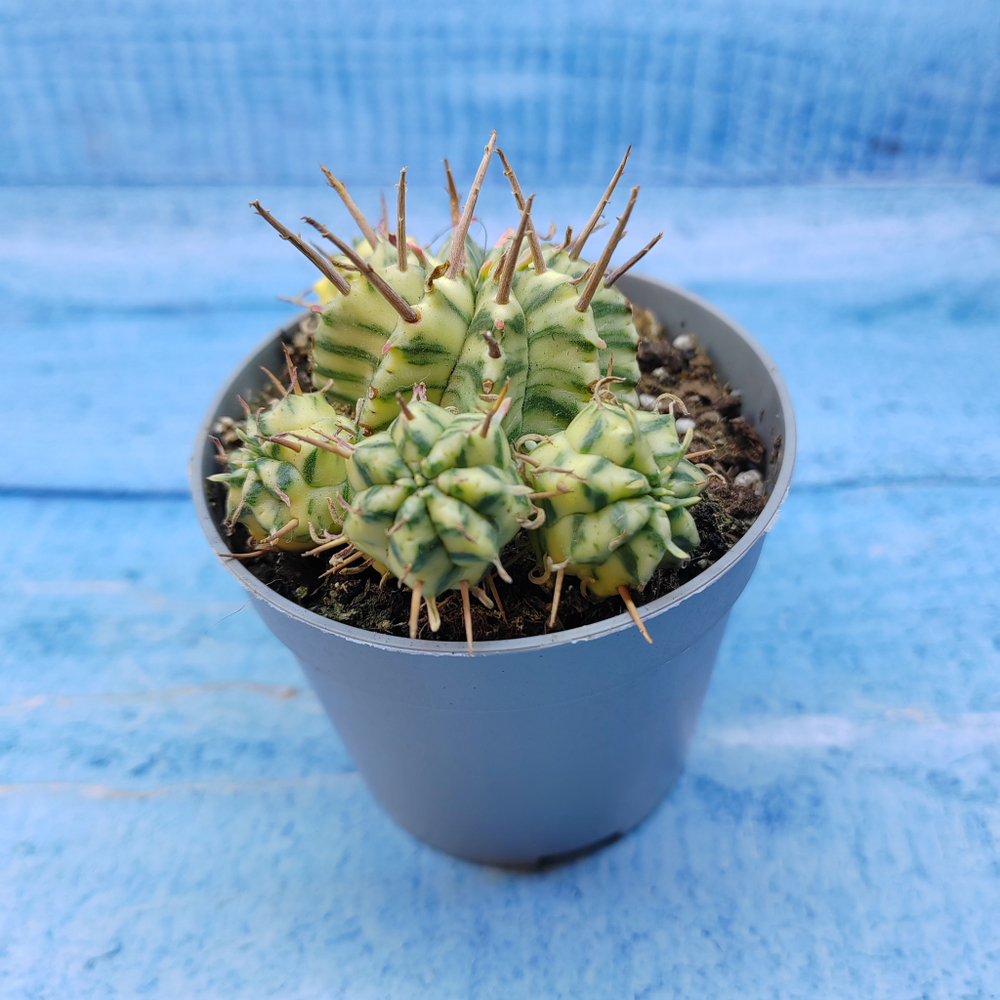 Euphorbia meloformis f. Variegated (Эуфорбия вариегатная)