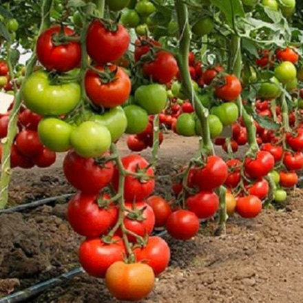 Семена томата Биг Биф F1, Seminis, 5 шт.