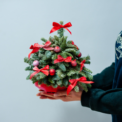 Новогодняя композиция из нобилиса 19