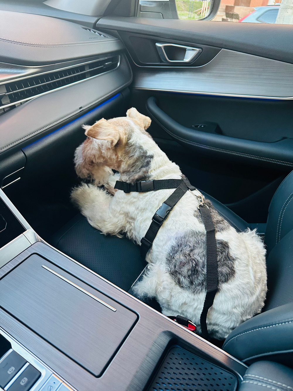 Автомобильная шлейка с ремнем безопасности, Монморанси,черный, M