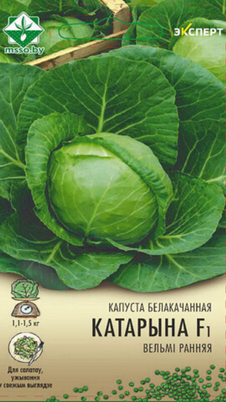 Капуста б/к "Катарина F1" 12шт, Нидерланды.