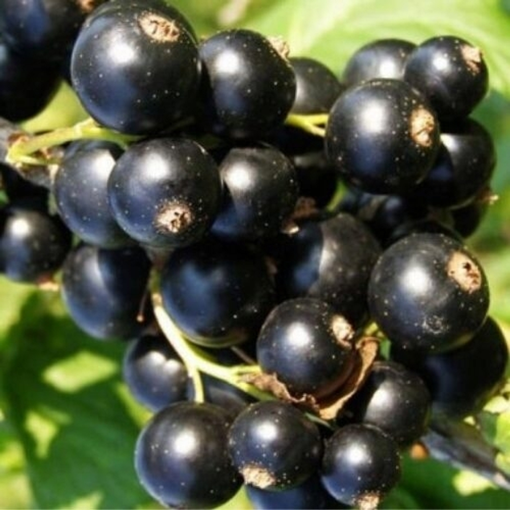 Смородина черная Багира