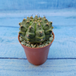 Gymnocalycium Friedrichii (Гимнокалициум)