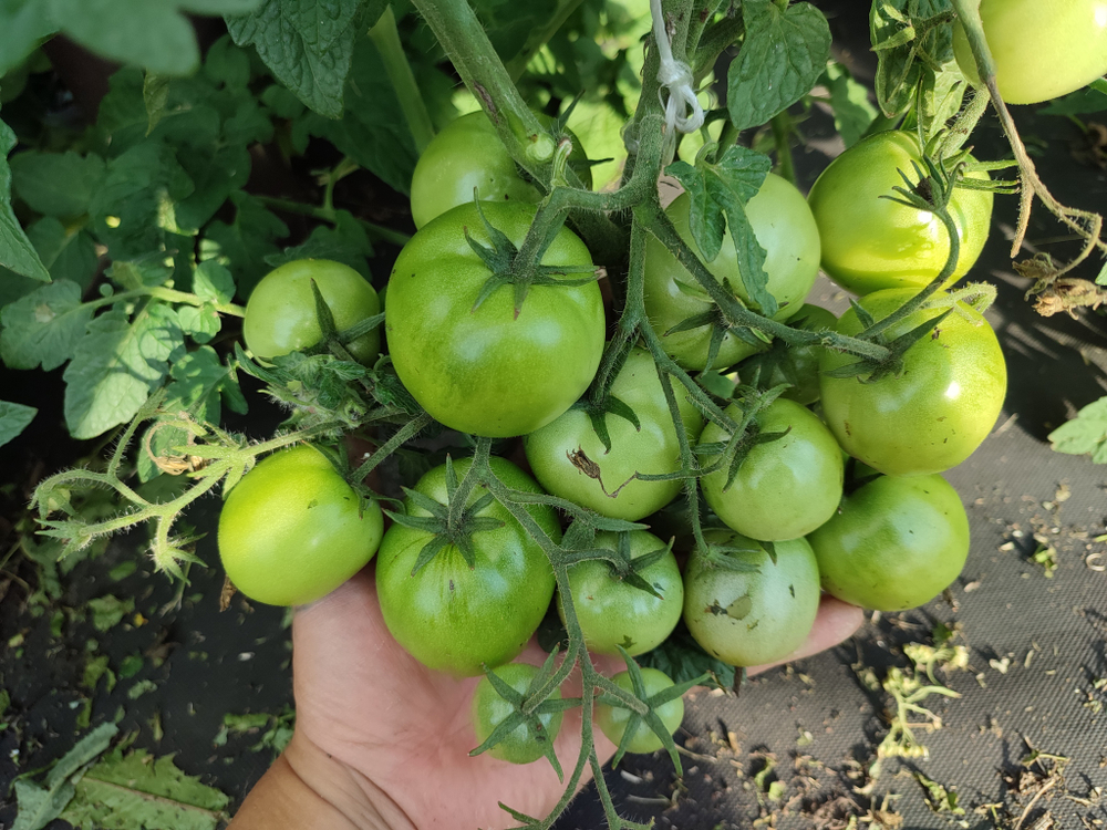 Лайм грин салад (Lime green salad) сорт томата