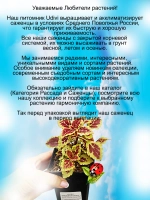 Колеус Медовый пирог