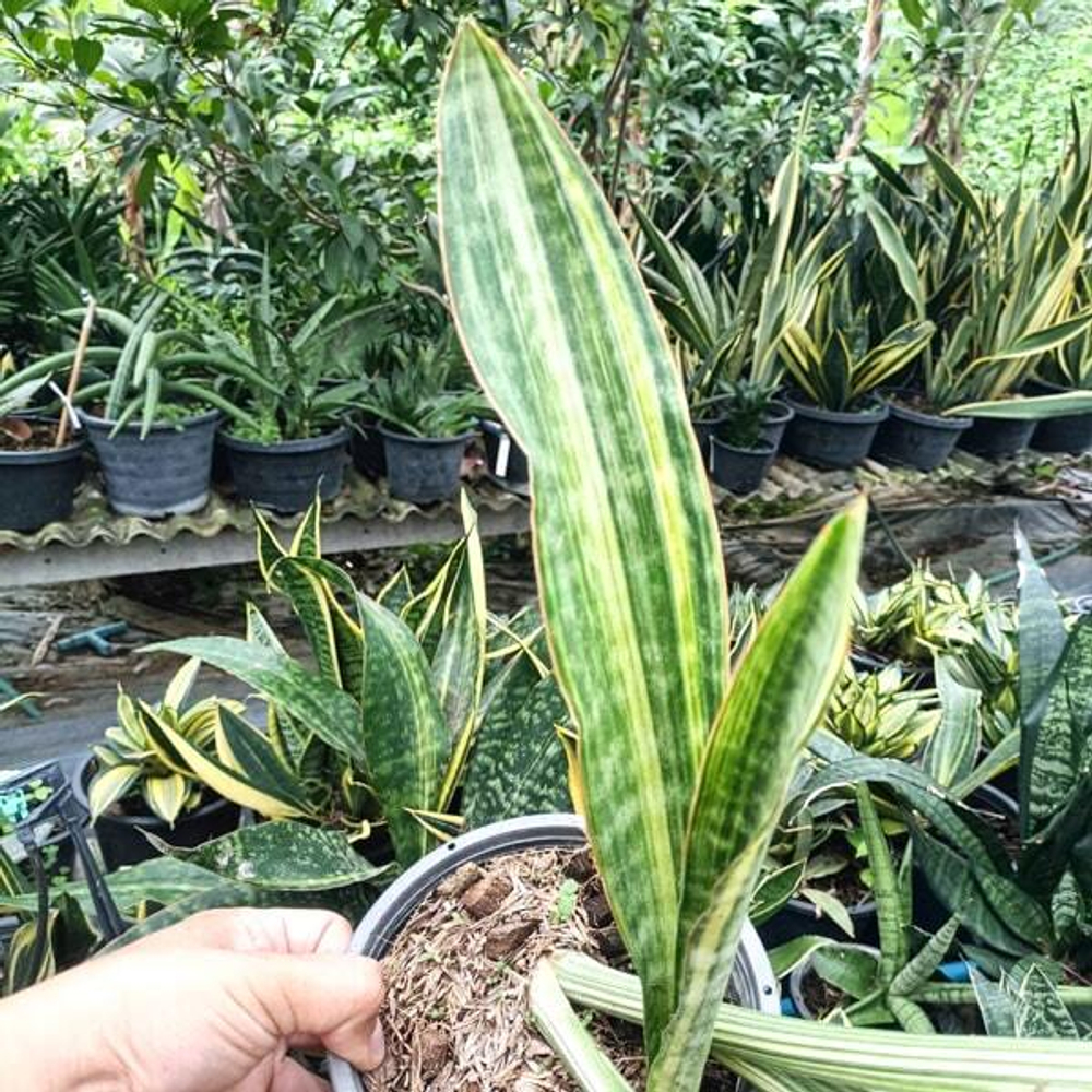 Сансевиерия SIAM SILVER MUT