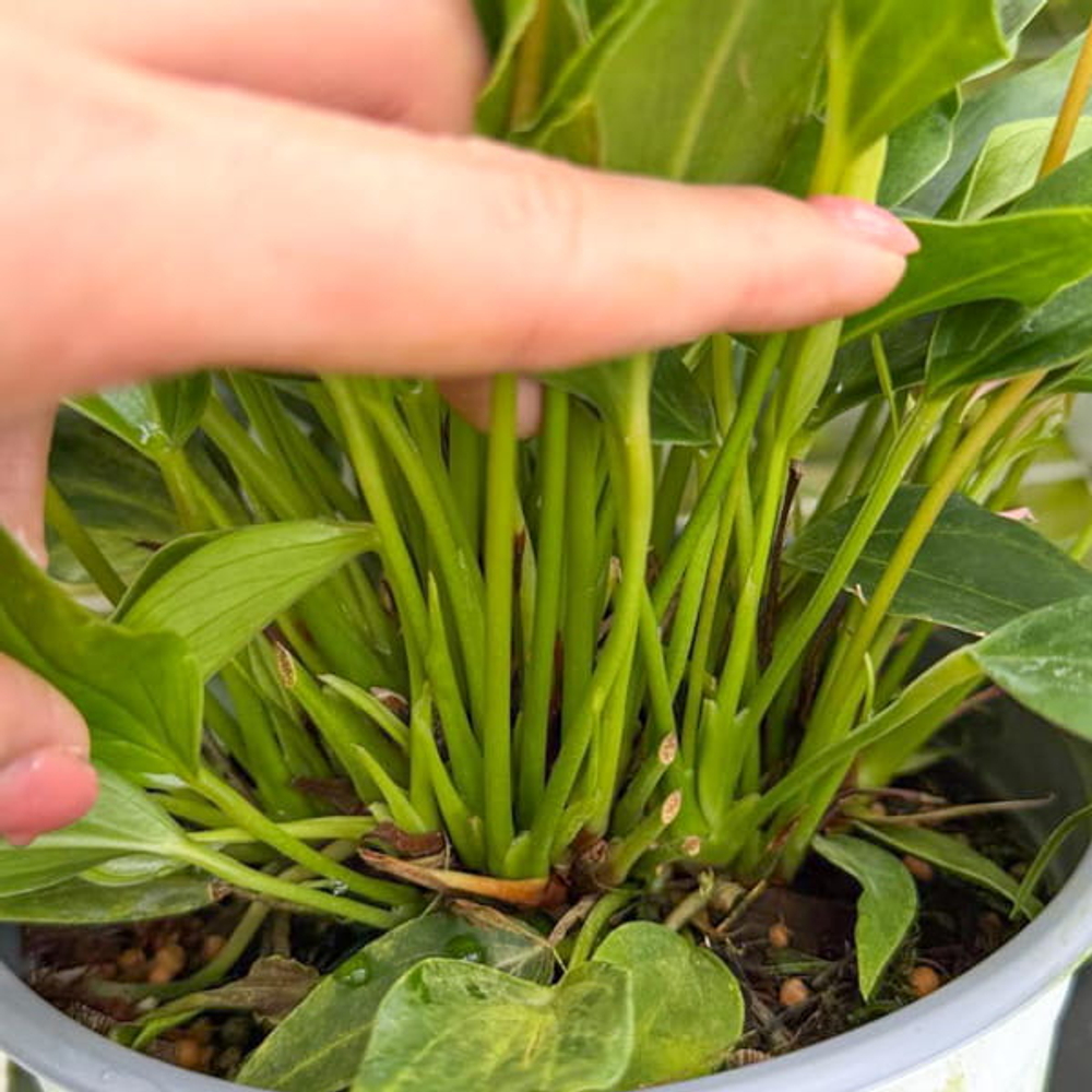 Антуриум Андре LILLI