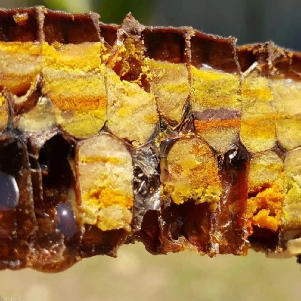 Перга пчелиная в сотах нативная, медово- перговые соты, 350гр. Алтайский край