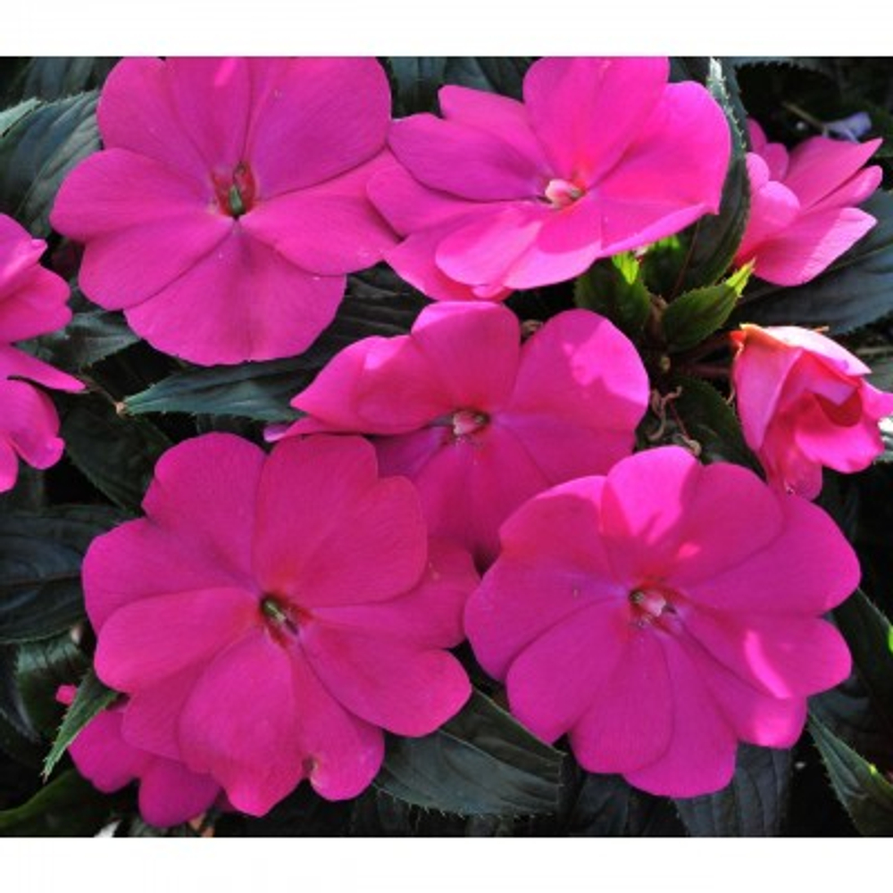 Бальзамин новогвинейский Magnum Blue