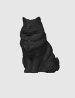 Рэгдолл кошка
