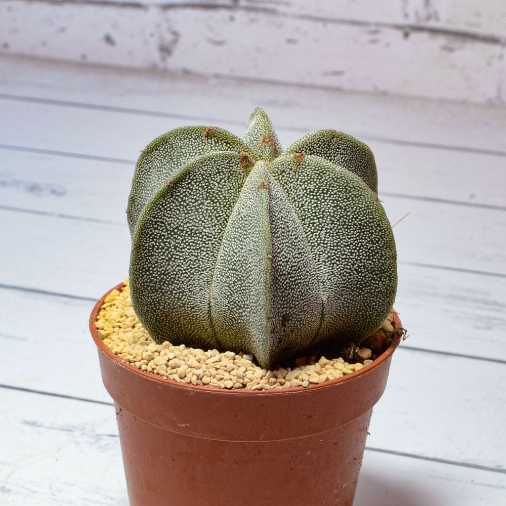 Astrophytum Myriostigma 6 ребер (Астрофитум)