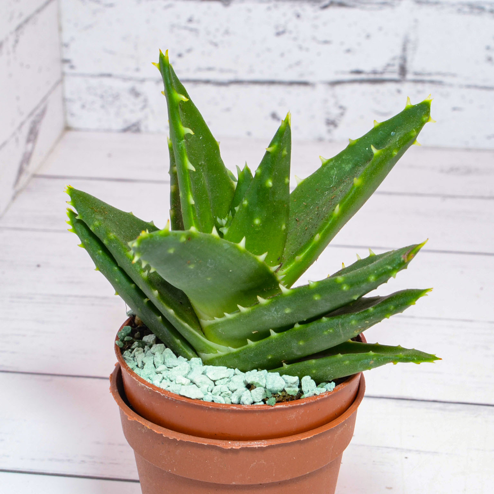 Aloe Brevifolia (Алоэ)