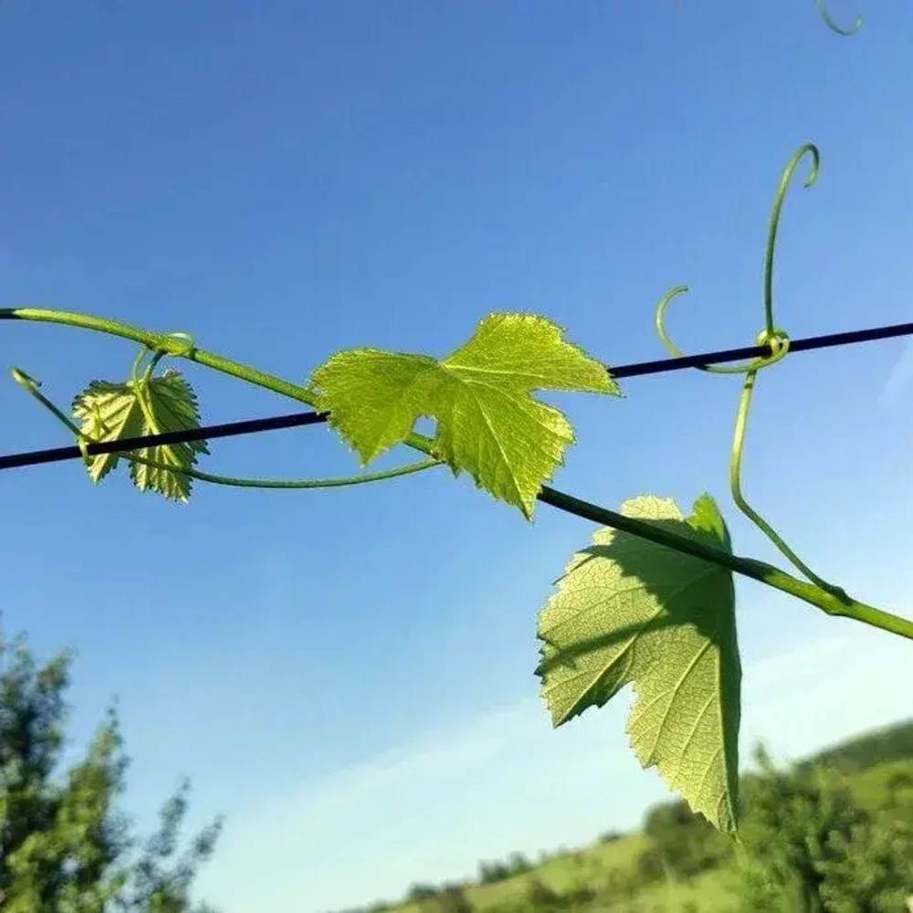 Проволока для шпалеры 3 мм 50 метров (толщина стальной проволоки 1.8 мм с полимером 3 мм ) Зеленая