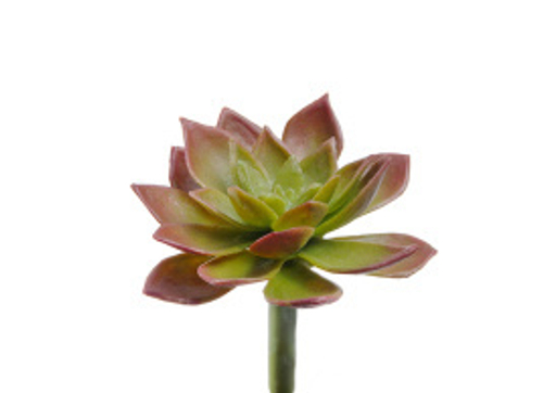 Мини-суккулент Эониум декорум Минор зелёно-бордовый