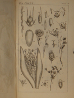 "Основание ботаники и физиологии растений. В 2-х частях". Сочинение А.Ришара. 1837г.