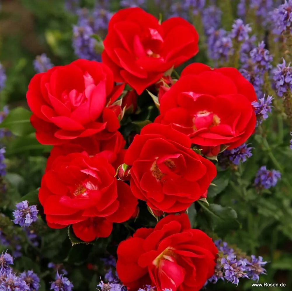 Карачо (Caracho)