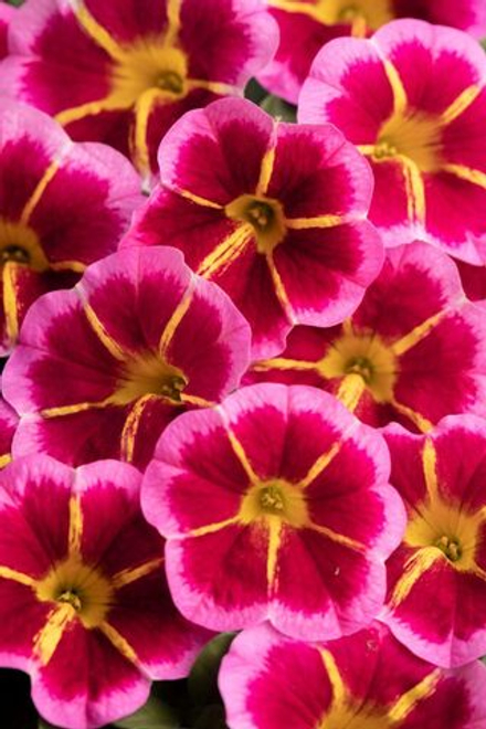 ЕВРО неукор Калибрахоа Caliloco Starfire Rose НЕукоренный черенок (срезы) 10шт НОЯБРЬ поставка 4