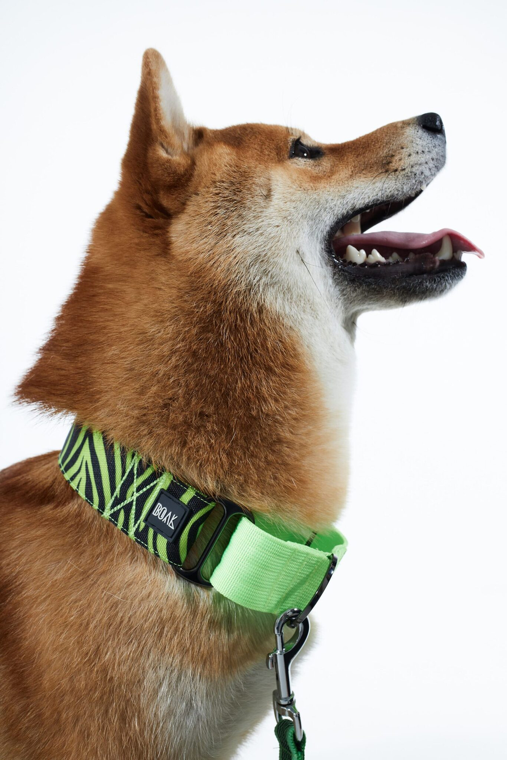 Ошейник Кислотная саванна