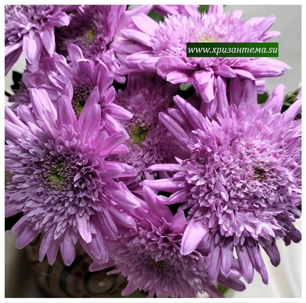 Хризантема мультифлора  Suzanna violet  ☘ м.3