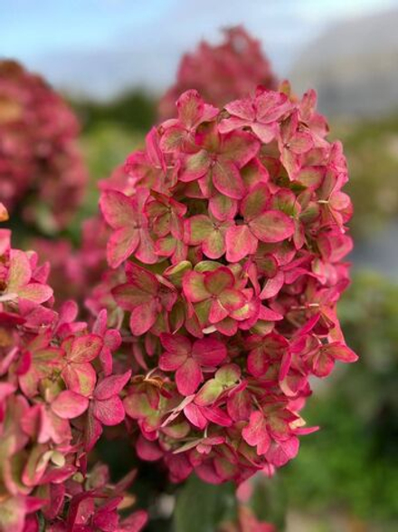 Гортензия метельчатая Металлика Р9