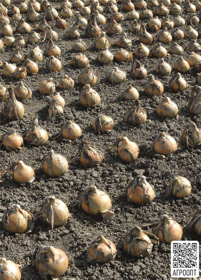 ЭКСИБИШЕН семена лука репчатого (Bejo | Alexagro) – фото 2