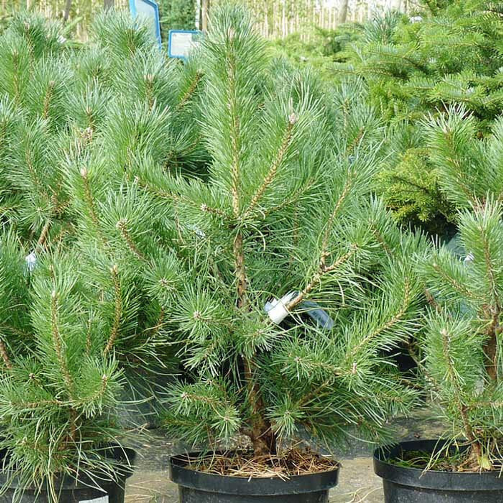 Сосна "Sylvestris Glauca"