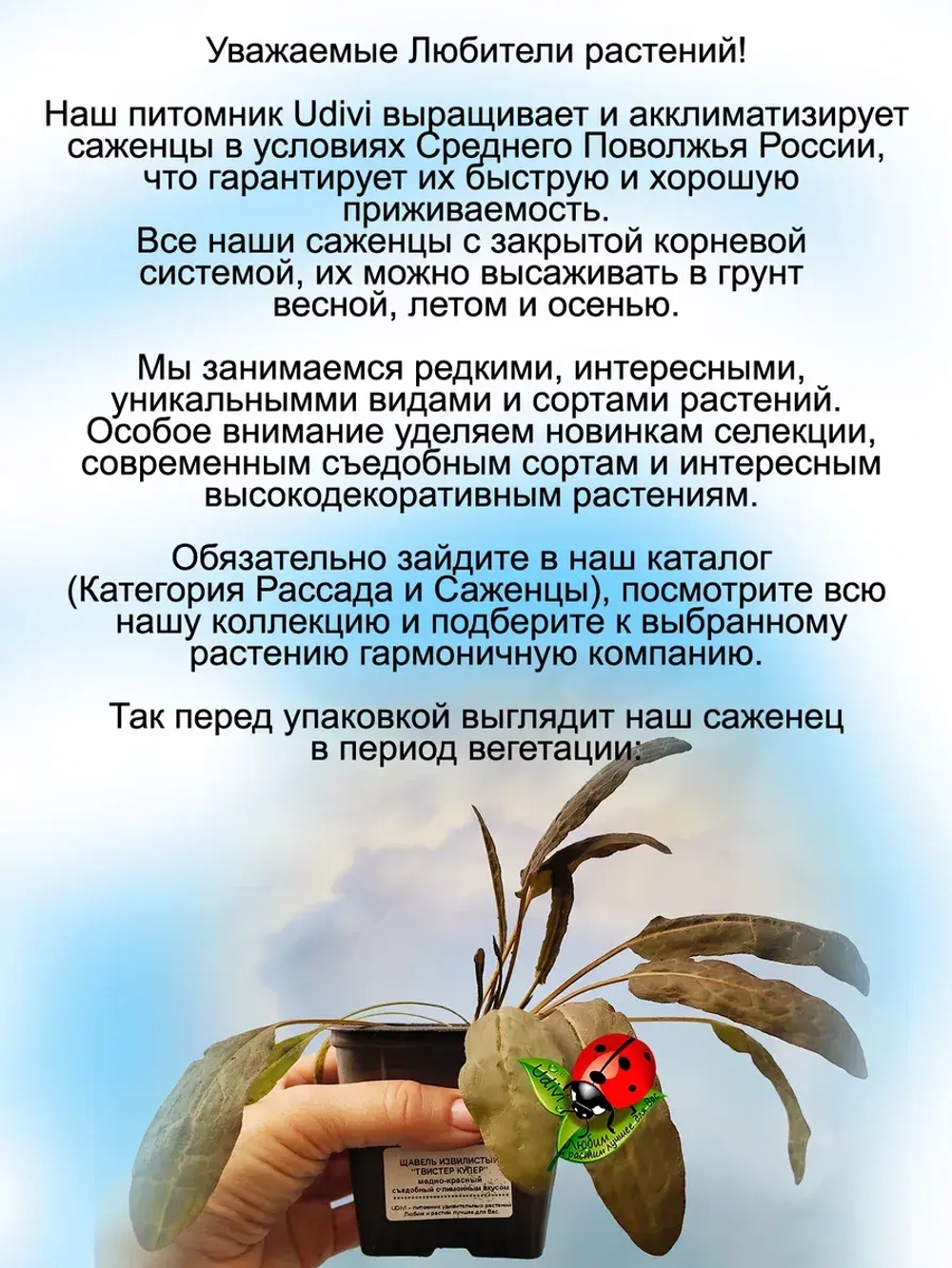 Щавель Твист Купер извилистый лимонный