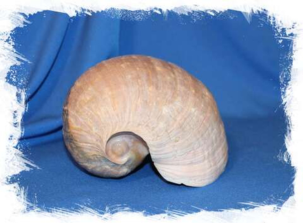 Мело цимбиум пепо (Cymbium pepo), 21см, 1шт