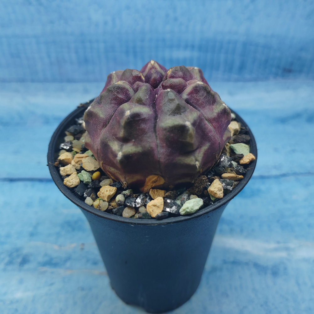 Gymnocalycium Daydream (Гимнокалициум)
