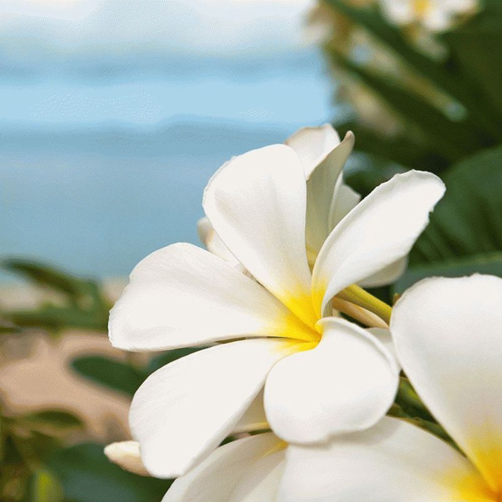 Приморская плюмерия (Seaside Plumeria)