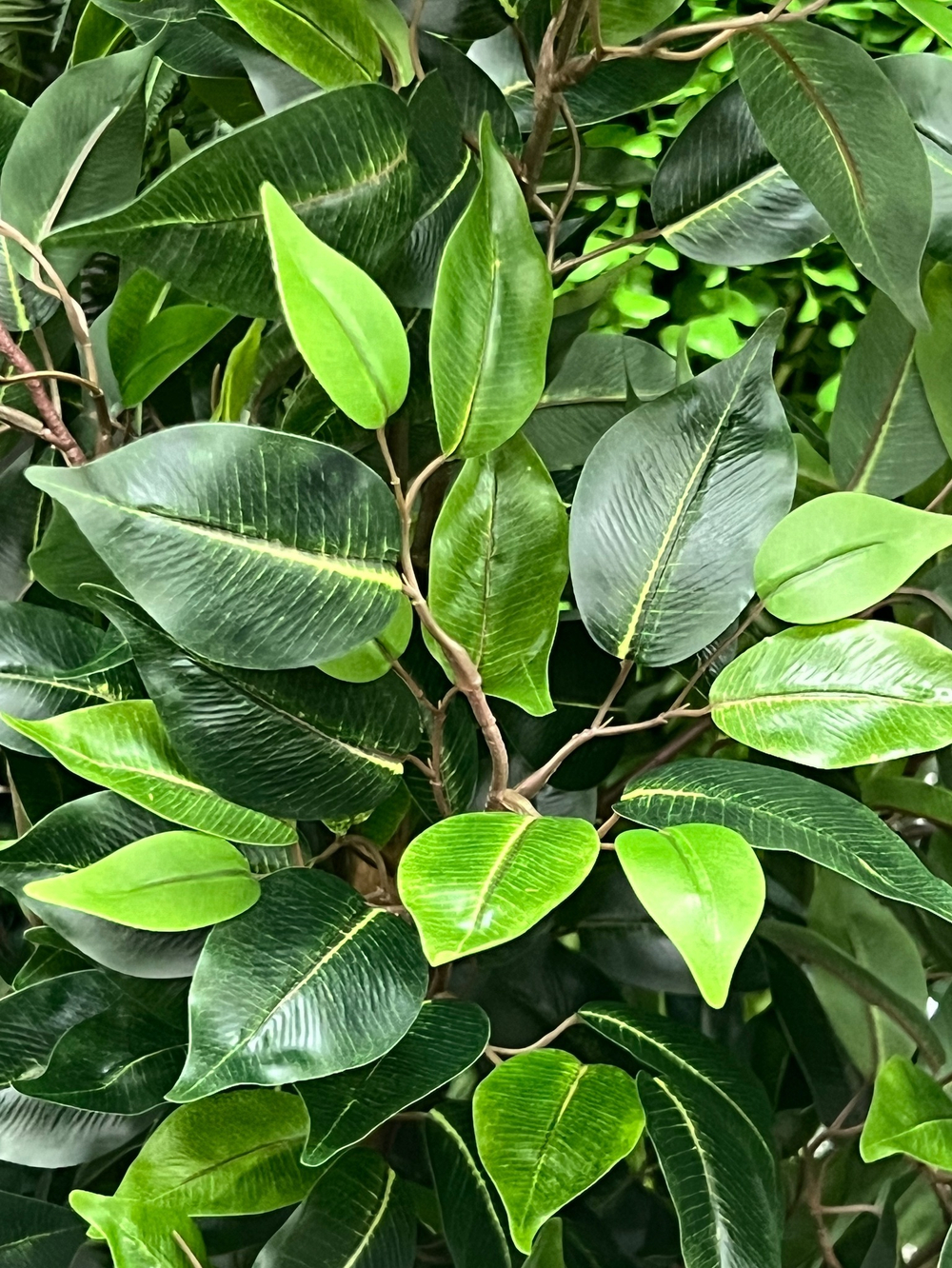 Фикус Бенджамина Новый 180 см.