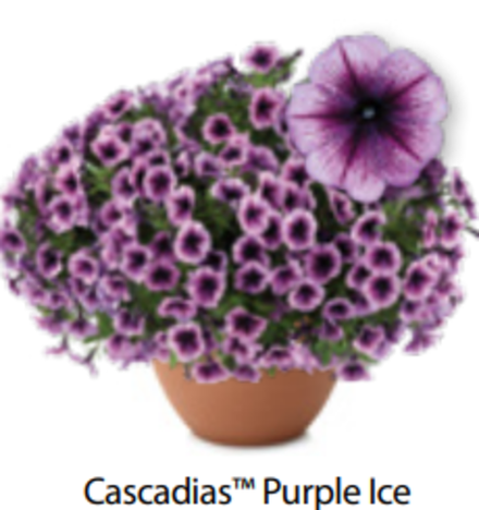ЕВРО Петуния Cascadias Purple Ice ОКС укорененные черенки 15-20 февраля