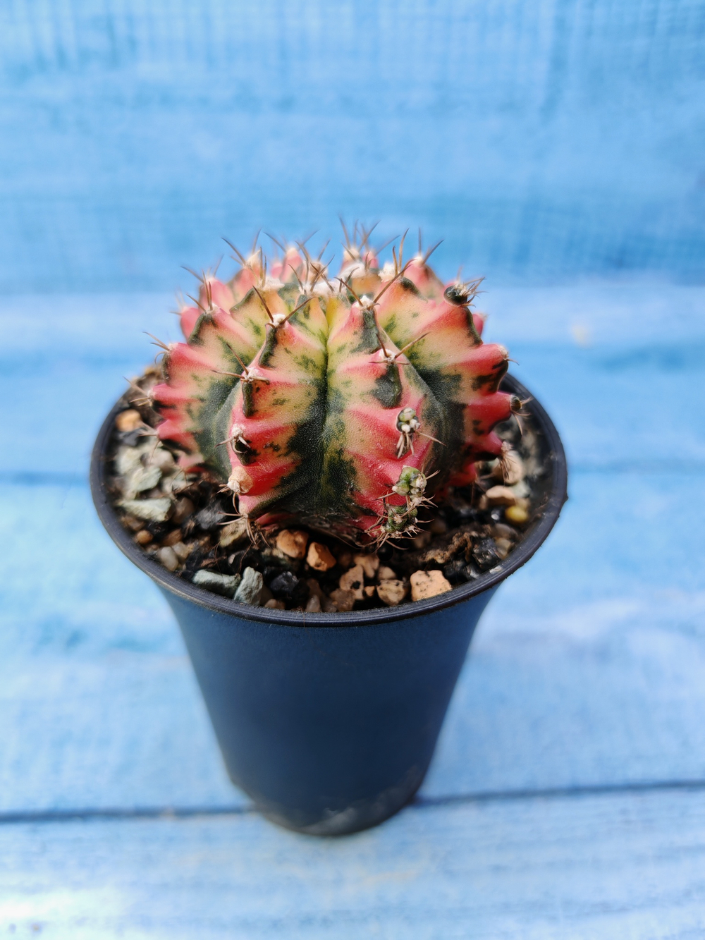 Gymnocalycium Variegata (Гимнокалициум Вариегатный)