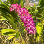 Ринхостилис RHY 12-HOM MUEN SI