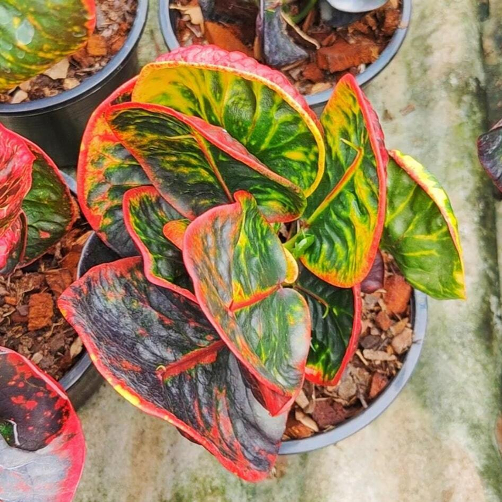 Кротон TALING CHAN (V58)