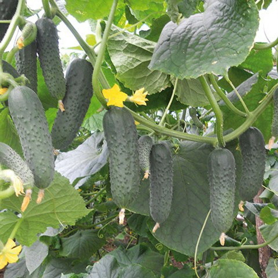 Гуннар F1 семена огурца партенокарпического (Enza Zaden / ALEXAGRO) культура – фото 2