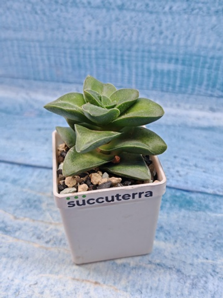 Crassula Springtime (Крассула)