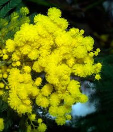 Мимоза, саше ароматическое, Bago home