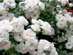 АСПИРИН РОЗ