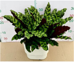 Калатея Leopard Pattern д.21